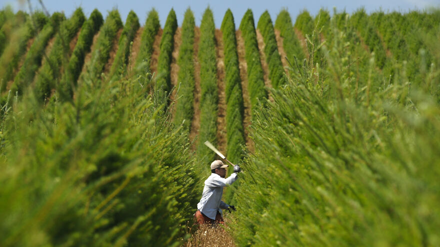 Helicopters + Samurai Swords: What It Takes To Grow Christmas Trees!