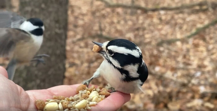 Photographer Records Fun Videos Of Birds Eating From Her Palm In Slow Motion