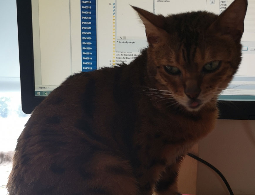 Show A Picture Of When Your Pet Showed Their Bossy Personality Or Bad Manners (Closed)