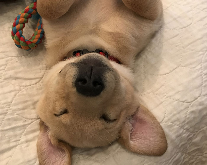 Hey Pandas, Post A Picture Of The Weirdest Position Your Pet Has Slept/Sat In! (Closed)