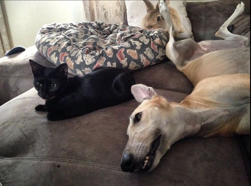 We Never Told Menta Her Adopted Sister Is A Cat But It Doesn't Seem To Make Any Difference.