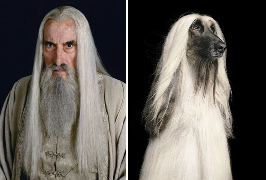 What If Lord Of The Rings Was All Dogs? This Twitter Thread Has An Answer  (18 Pics)
