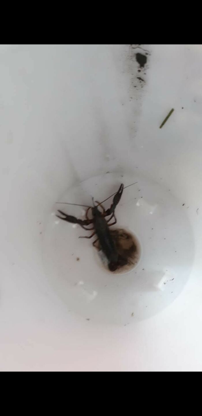 I Know This Is A Crayfish But I Live In A Area With No Body Of Water Where This Guy Could've Been, Does Anyone Know How He Got Here?