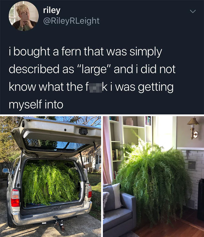 Ferns Can Be Units Too