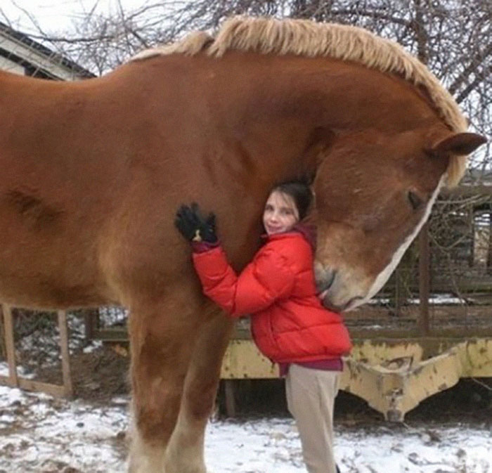 This Horse Is An Absolute Unit
