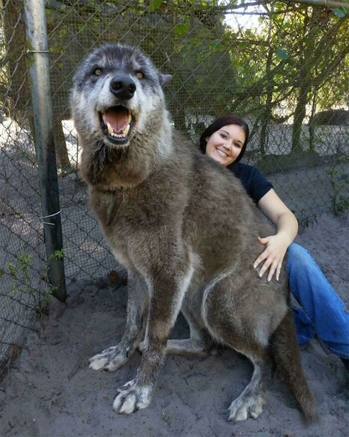 A Bad Dog Owner Dumped This Wolfdog At A Kill Shelter When He Got Too Big And Too Much To Handle. Luckily A Sanctuary Took Him, Instead And Saved His Life! His Dna Testing Came Back As 87.5 % Gray Wolf, 8.6 % Siberian Husky, And 3.9 % German Shepherd