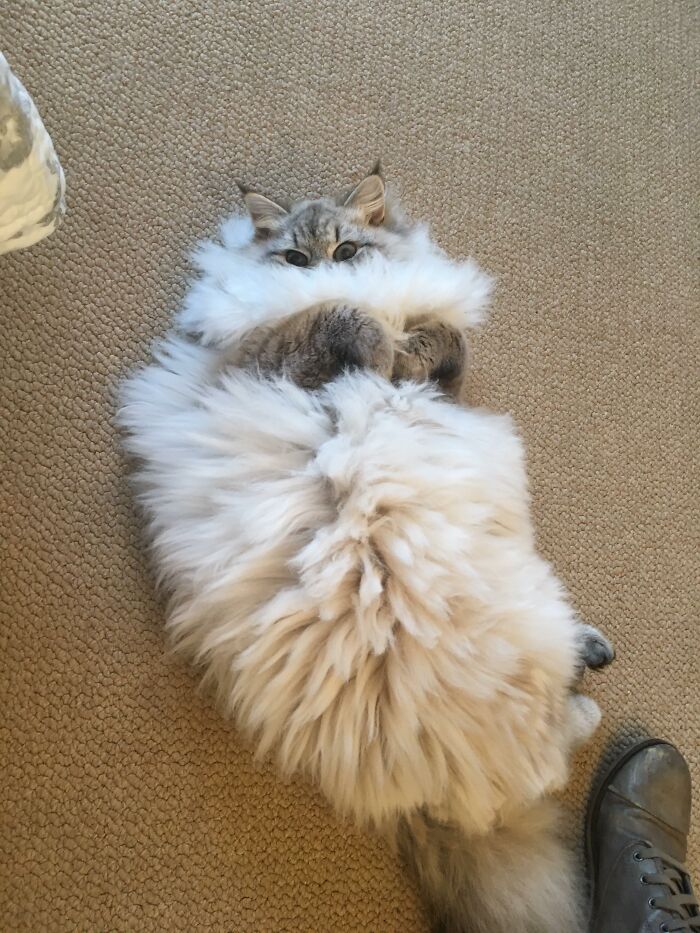 Adorable-Furry-Cats-Floofs