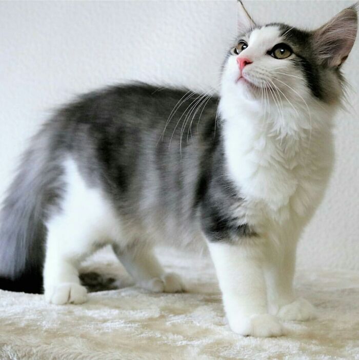 Adorable-Furry-Cats-Floofs