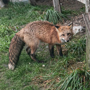 A Fox Was Saved From A Fur Farm, And Now She Has Friends To Play With And Space To Roam Freely