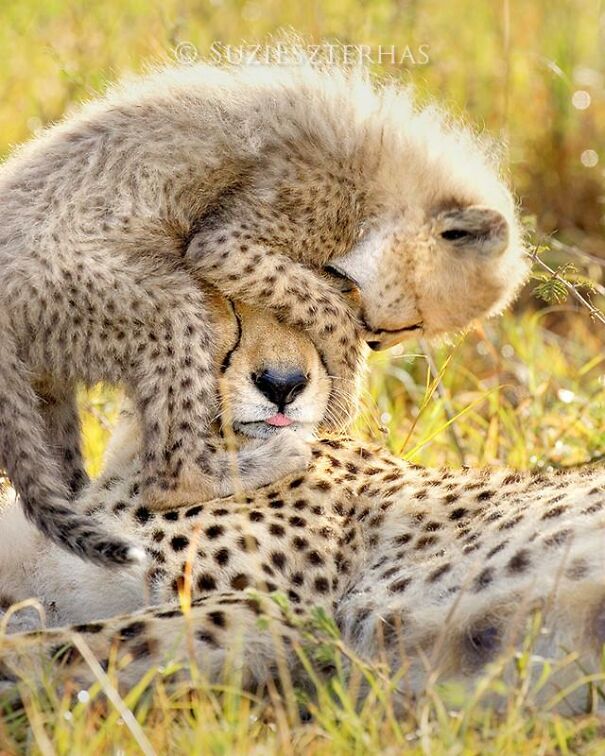baby-cheetah-playing-color_1400x-5fda1b0703d04.jpg