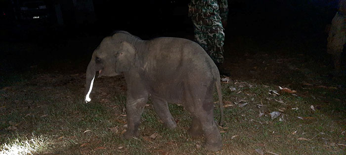 Baby Elephant Who Looked Dead After Being Hit By A Motorcycle Receives CPR, Survives And Is Reunited With The Mother