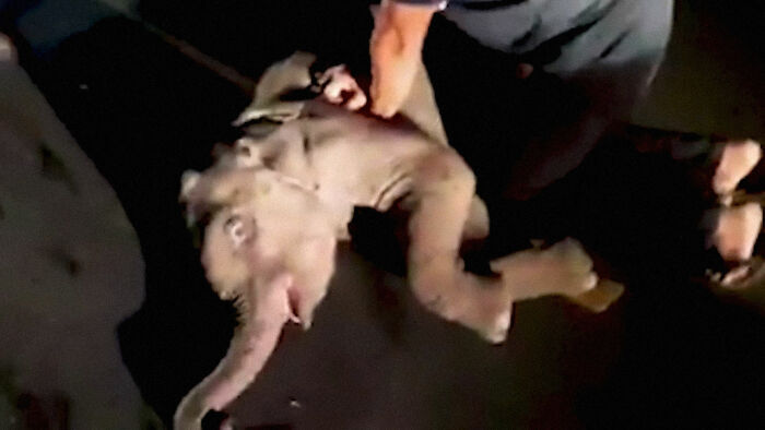 Baby Elephant Who Looked Dead After Being Hit By A Motorcycle Receives CPR, Survives And Is Reunited With The Mother