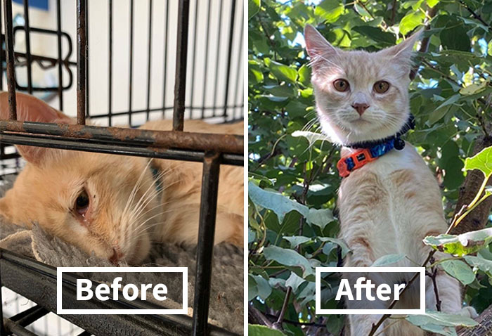 This Online Community Shares Before And After Adoption Pics, Shows How Love And Care Changes Cats (30 New Pics)