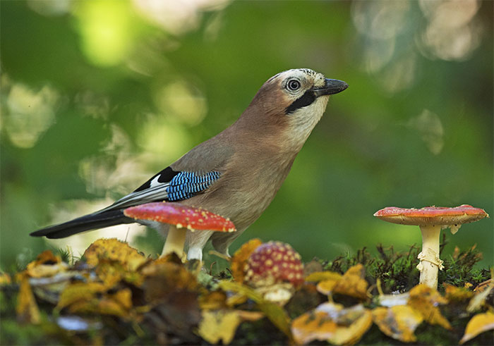 I’ve Been Photographing Gorgeous Jays In My Garden For The Past Years And I’ve Learned To Tell Them Apart By Their Black And Blue “Barcodes”