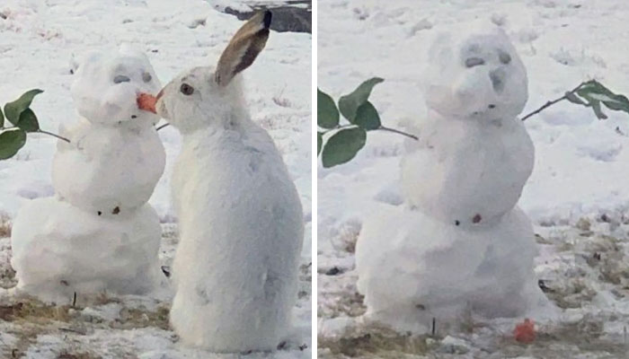Over 64K People On YouTube Can’t Get Enough Of This Video Capturing A Bunny Chomping A Snowman’s Carrot Nose