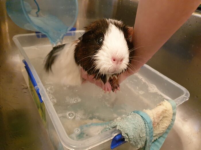 9 Year Old Guinea Pig Needs Some Help Keeping Herself Clean These Days
