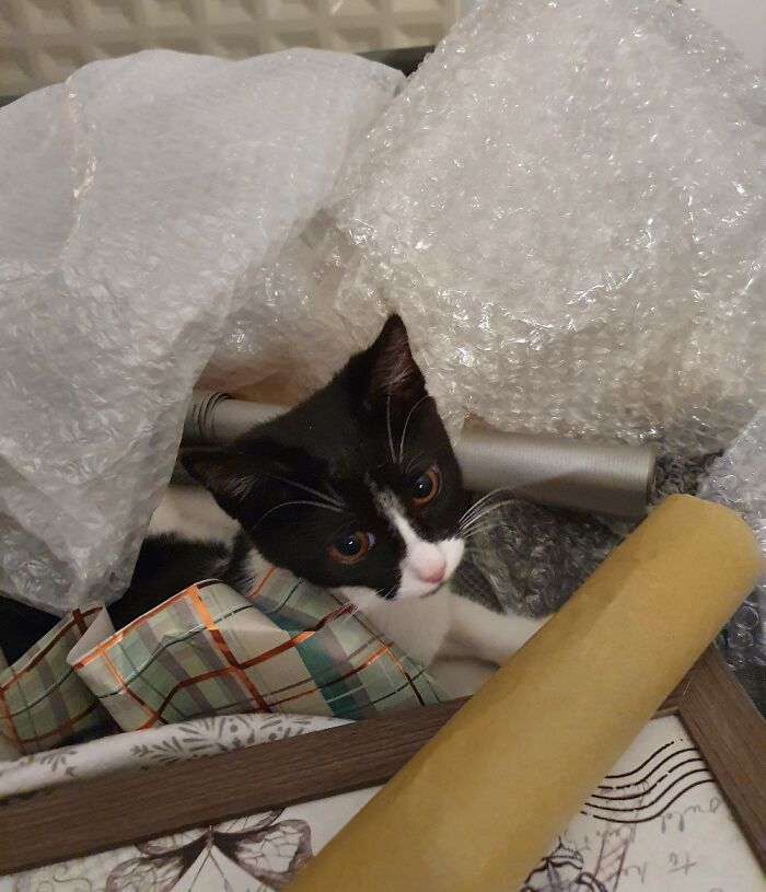 This Is Minerva "Helping" Me Wrap Christmas Presents