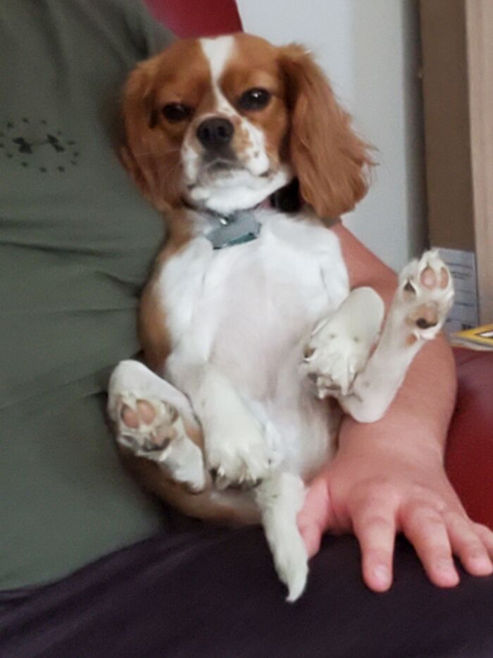 Benny's Favorite Way To Sit.