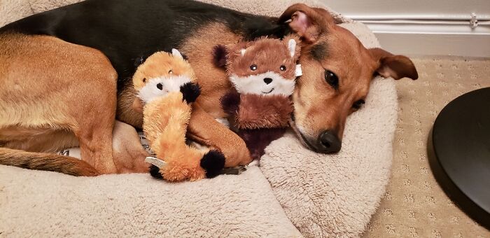 She Loves Her Lottle Foxies.