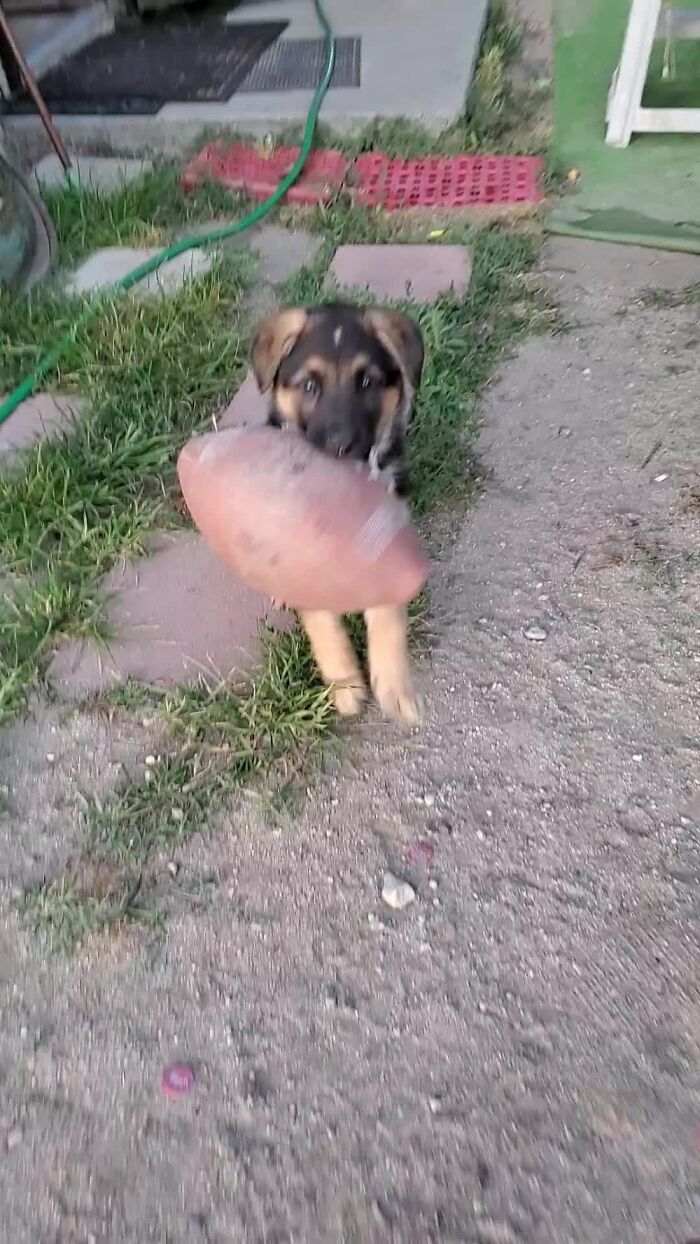 The Ball Was Bigger Than He Was.