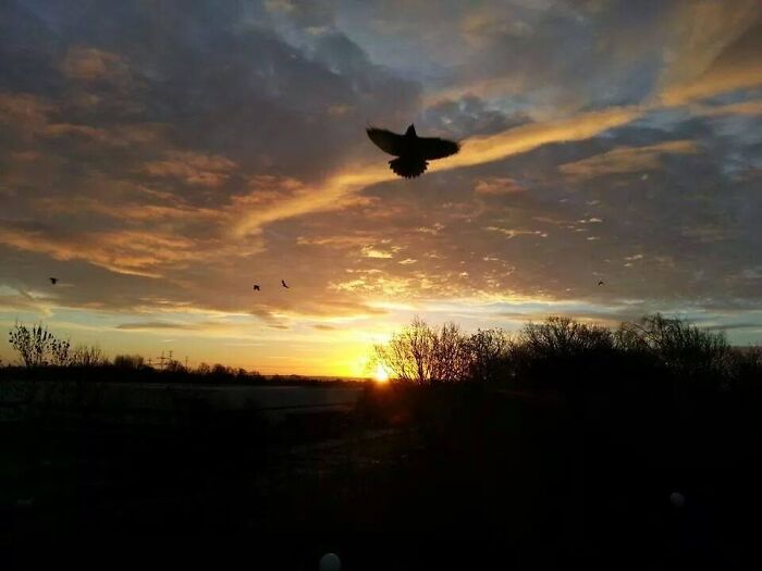 Sunrise, And A Perfectly Timed Bird