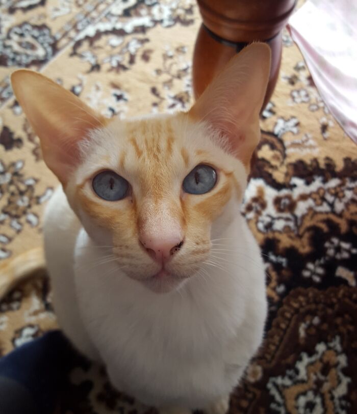 This Simi Our Flame Point Siamese He Is Stunnimg And He Knows It