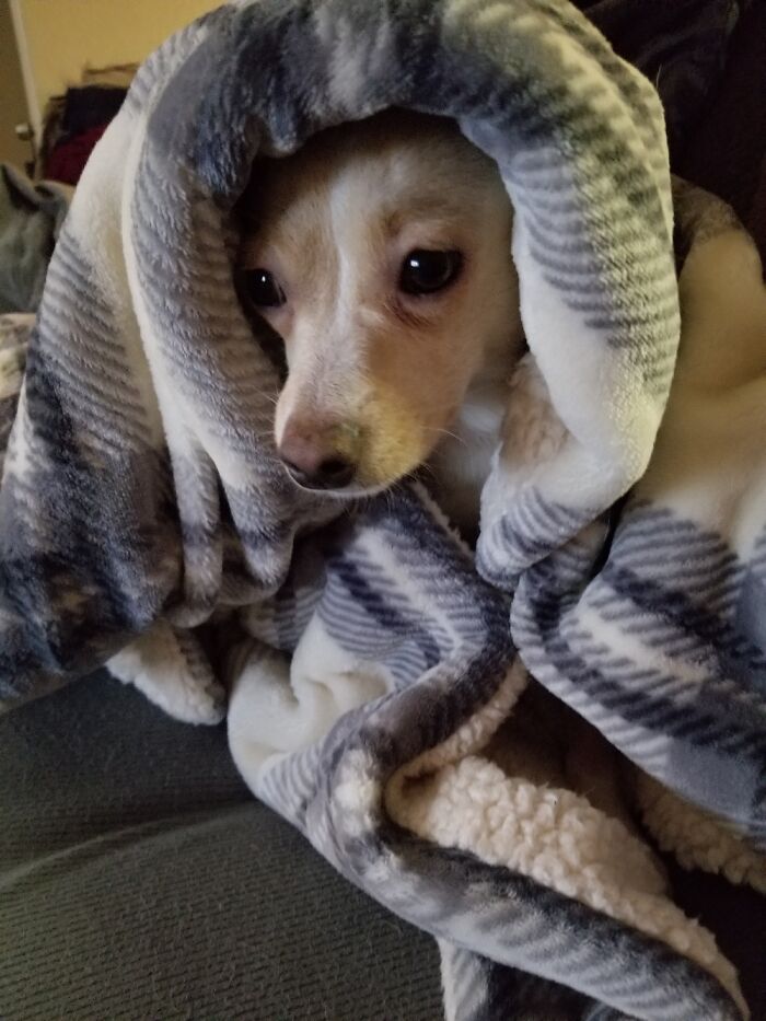 My Boy Charlie Only Sleeps Buried In Blankets