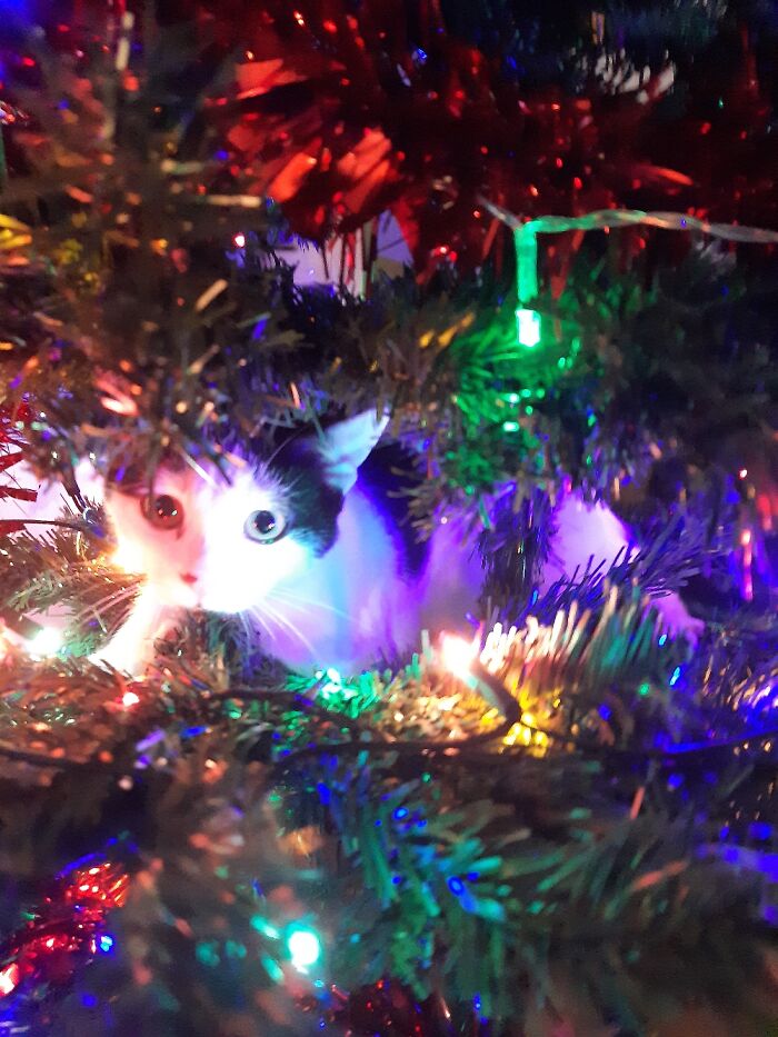 She Climbed The Tree Before We Got The Baubles On