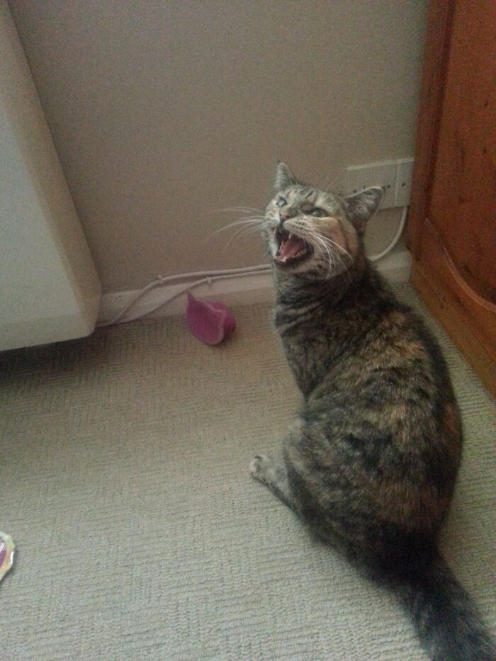 Yelling At Me Because Her Treats Were All Gone! More
