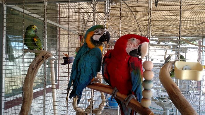 Bobo, Bonnie Blue And Dex In Their Outdoor Aviary.