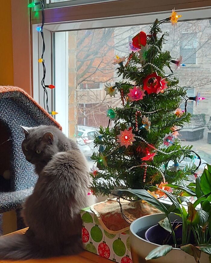 Nothing Says Christmas Like A Tree, And A Cat!