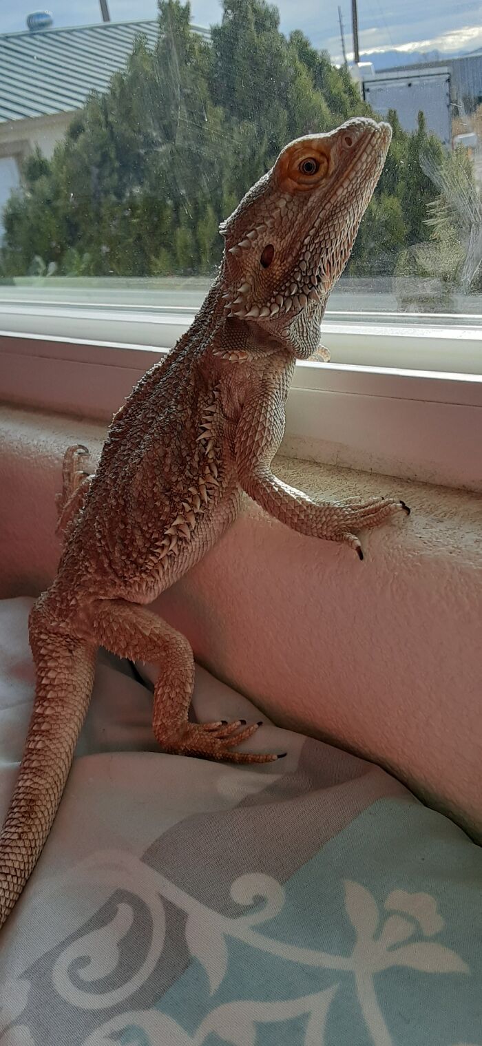 My Bearded Dragon Loves Looking Out The Windows And Watch The Cars Drive By.