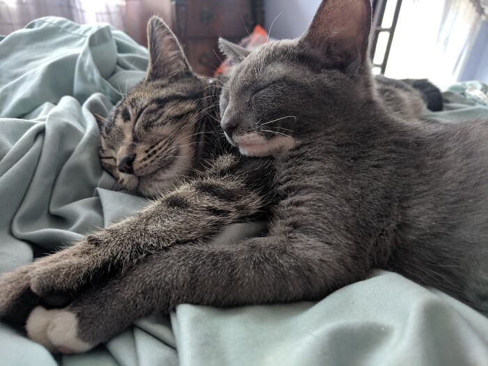 Tom And Luna Napping.