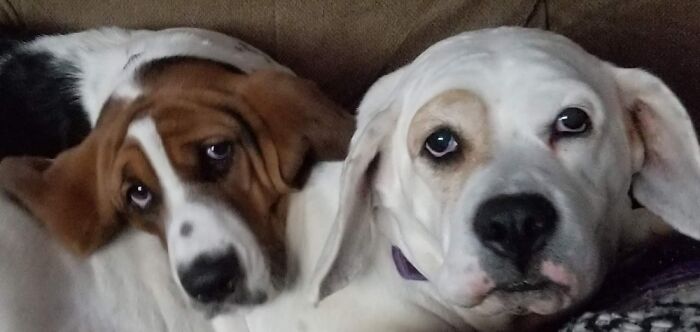 Just Loungin'. Caught A Friends Bassett Puppy Trying To Win Over The Older (Wiser?) Bassett