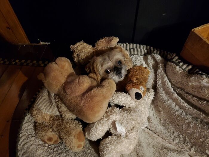 Nothing To See Here.... Just Cuddling With All My Stuffies!