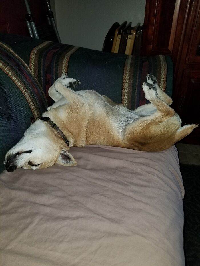 This Is How Our Dog Zee Sleeps. I Have A Ton Of Pics Of It Cuz It's Too Much!