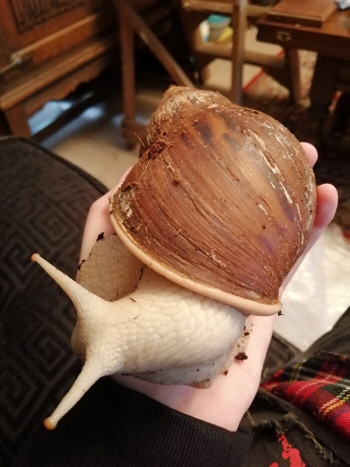 My Giant African Land Snail Orion. Shes Still Got Alot Of Growing To Do
