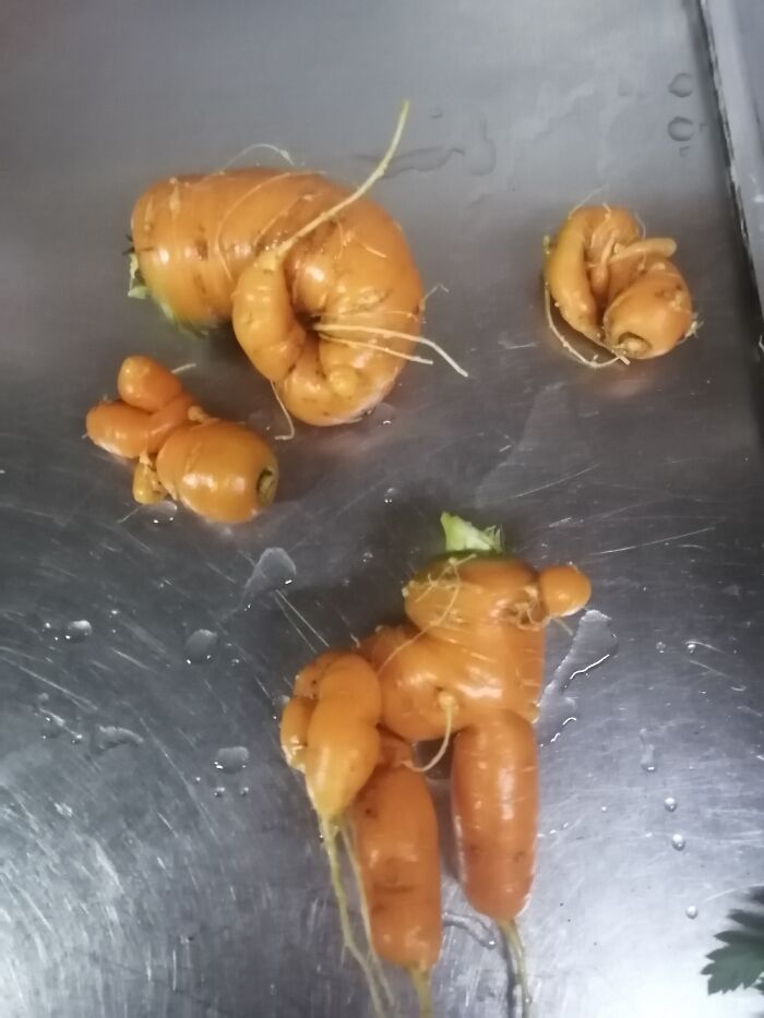 These Mutant Carrots I Grew In My Lockdown Garden