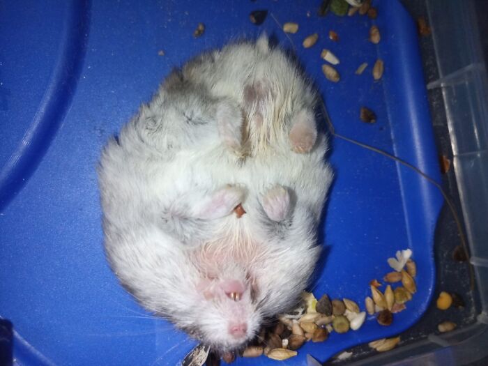 My Hamster Vodka, În The Summer He Sleeps Like This :)
