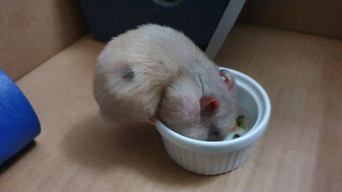 Gave Our Syrian Hamster A "Taco Bowl".