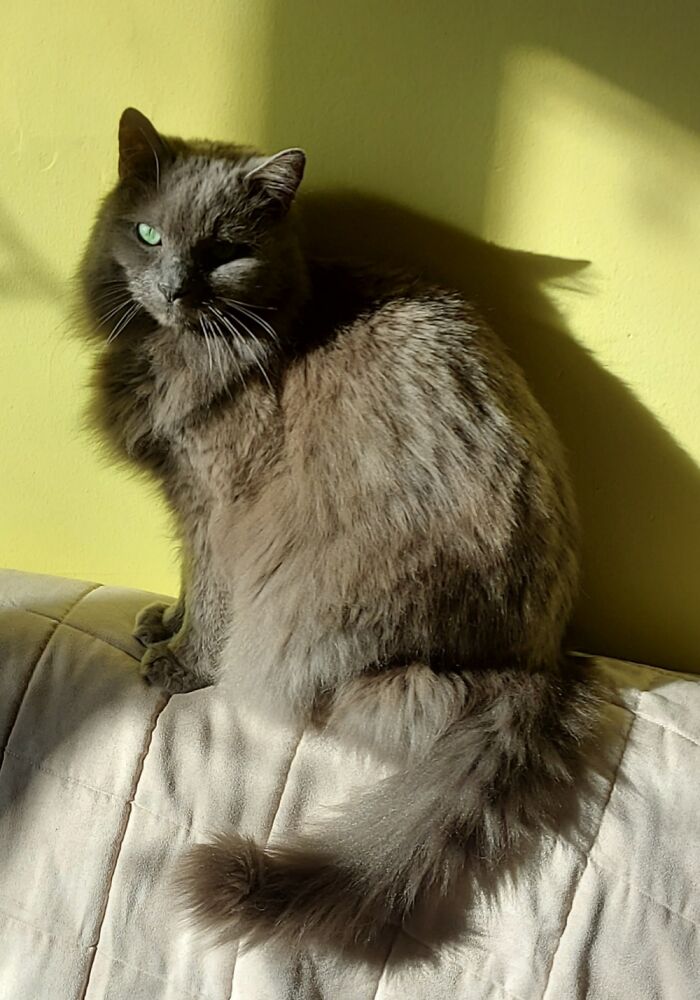 Moe, My Sunshine Kitty!