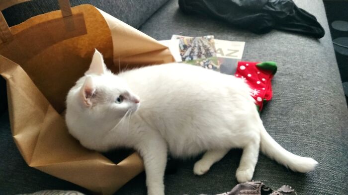 My Cat Tofu Loves Paper Bags.