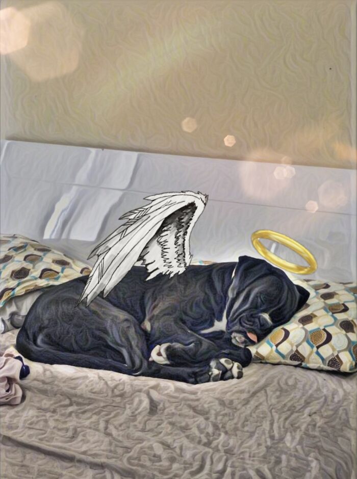 My Friends Dog As An Angel. Done Fast From A Photo With Picsart