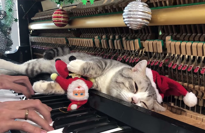 People Are Loving This Video Of A Cat Getting A “Piano Hammer Massage” While His Owner Plays Christmas Songs