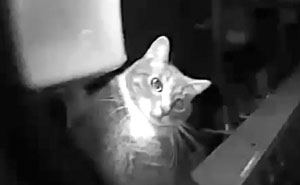 Owner Was Surprised By A Late-Night Doorbell, Turns Out It Was Her Cat