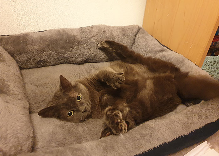 Post The Funniest Pose Your Pet Has Ever Been In (Closed)