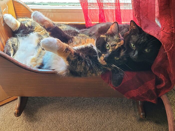 Mom & Daughter In One Of Their Favorite Nap Spots.