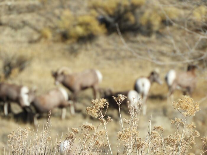 I Upgraded To A $900 Nikon And Like Magic, I Finally Found A Herd Of Bighorn Sheep. If You Want To Use This For Holiday Cards, You Have My Permission