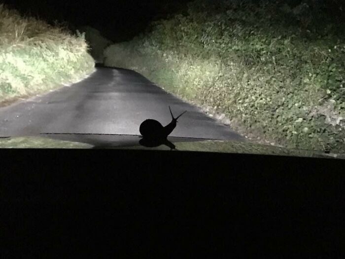 My First Pic Of A Racing Snail!! Stayed On The Car For An 8 Mile Journey