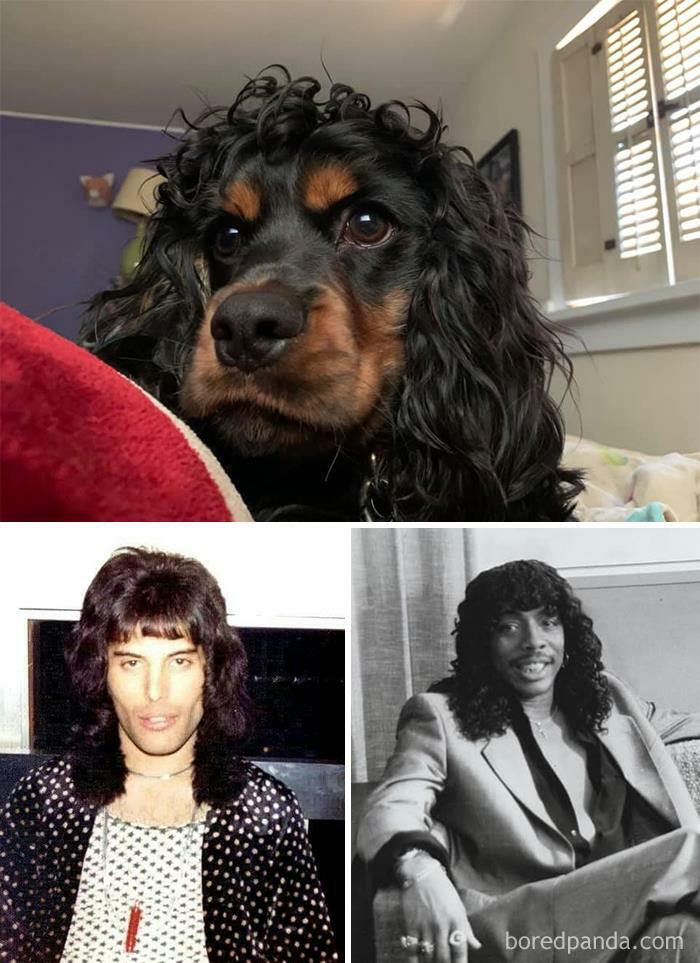 This Is Herbie. I Can’t Decide Who He Looks Like More. Young Freddie Mercury Or Rick James